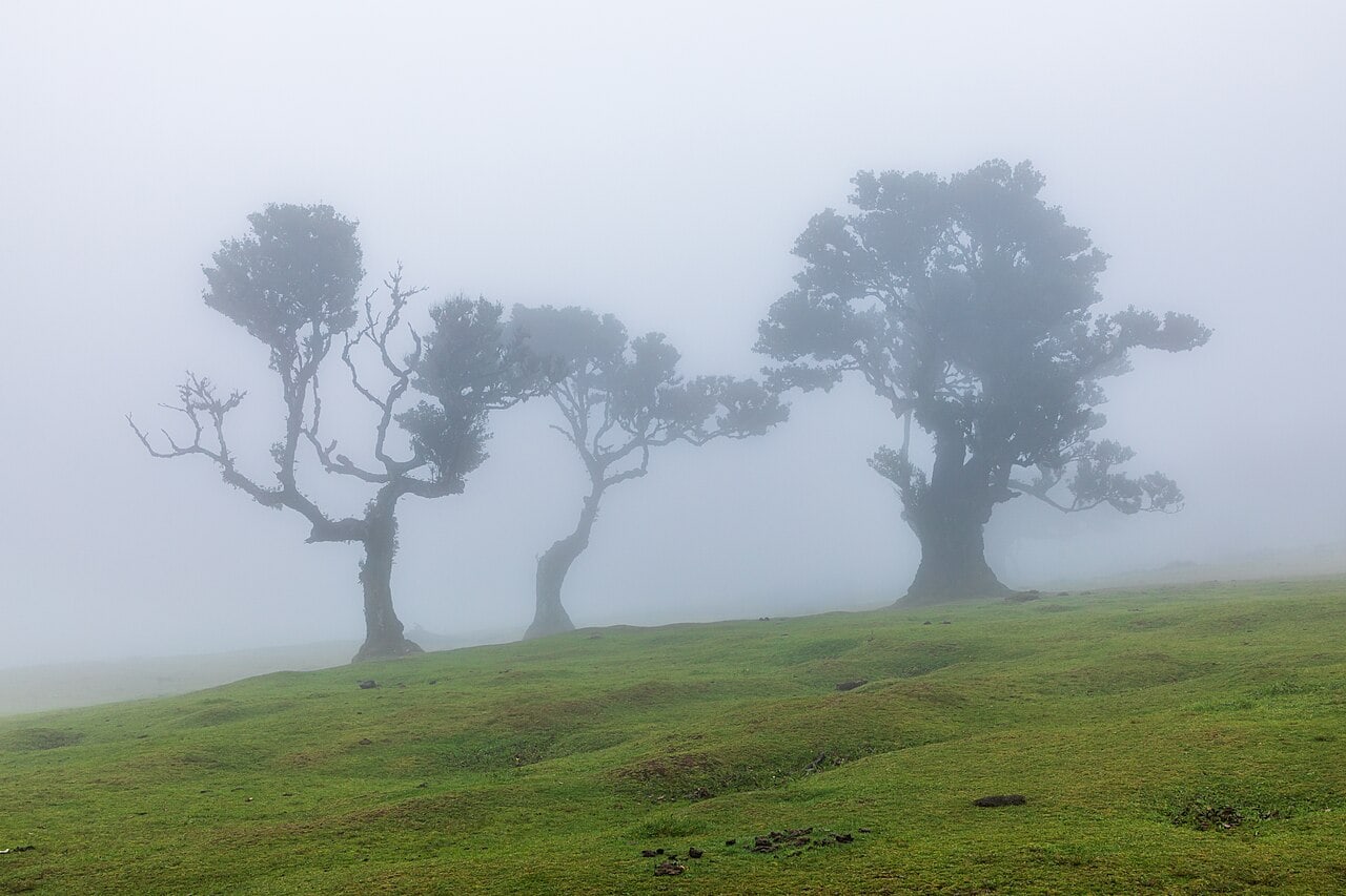 Des lauriers tortueux émergent de la brume de Fanal, au milieu de pelouses à traverser à pied.